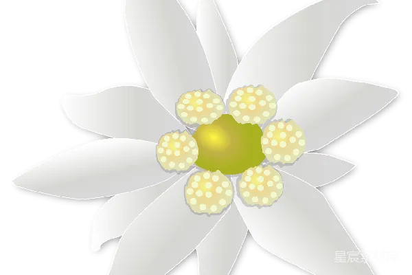 元素素材 雏菊
