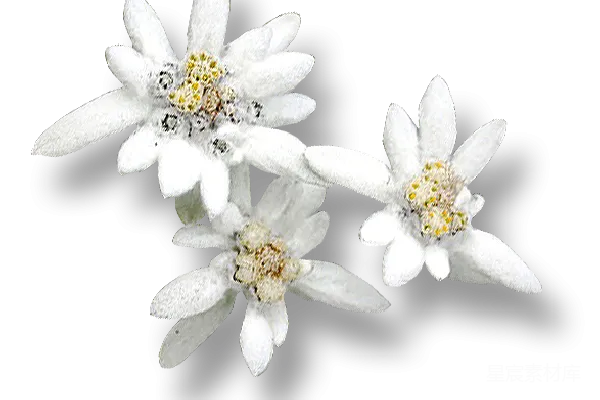 元素素材 雪绒花
