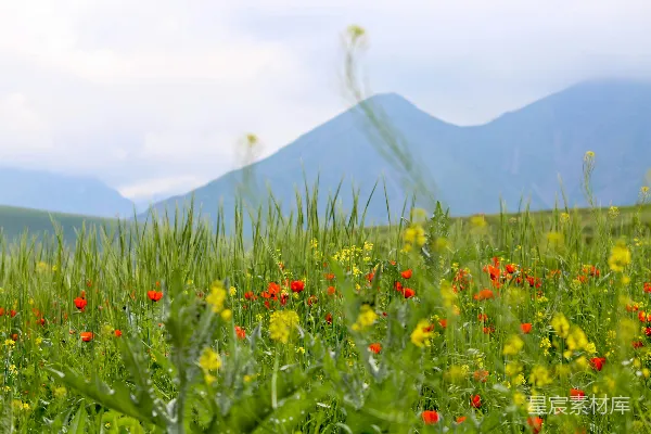 高清摄影 背景中有山的一片野花田野