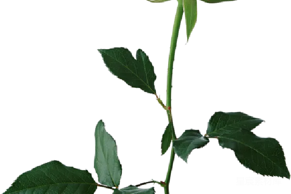 元素素材 罗茜
