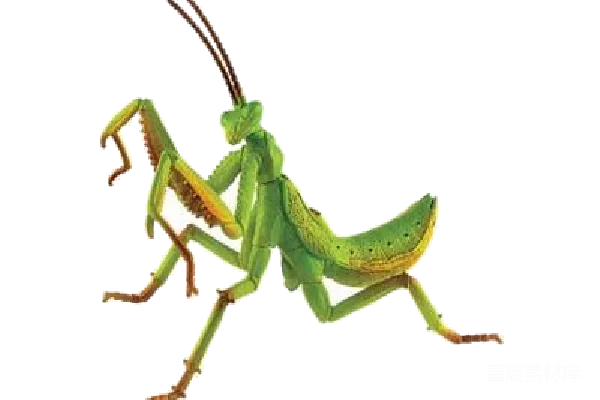 元素素材 金龟子
