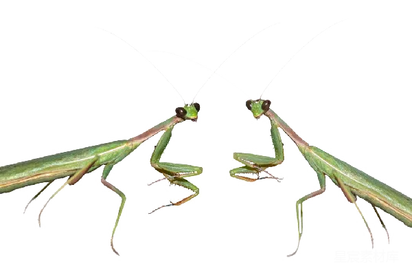 元素素材 透明