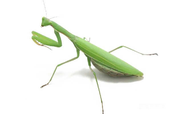 元素素材 甲虫