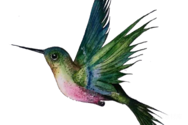 元素素材 彩色蜂鸟插画