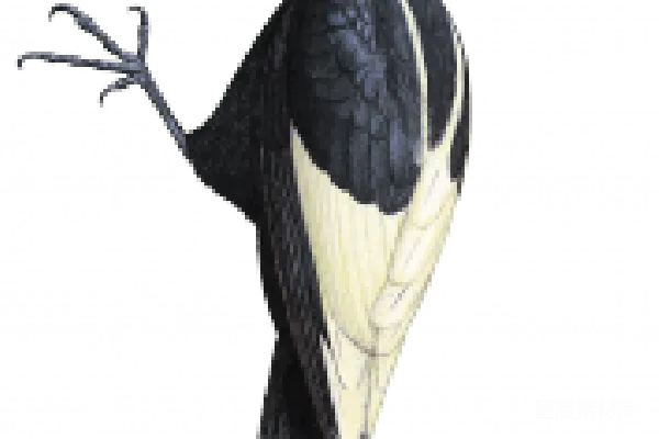 元素素材 透明