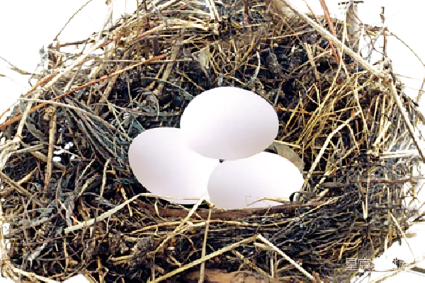 元素素材 nest