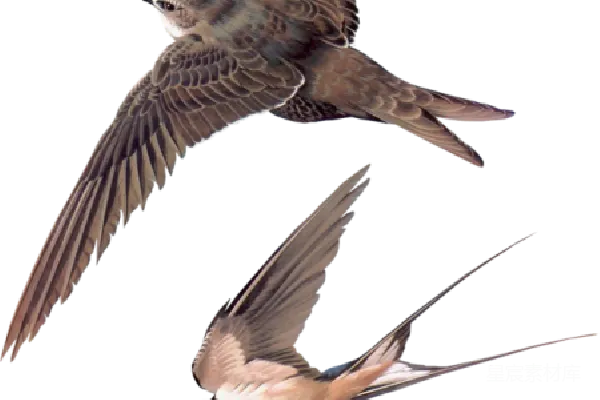 元素素材 燕子