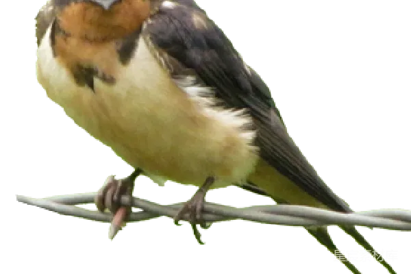 元素素材 吞