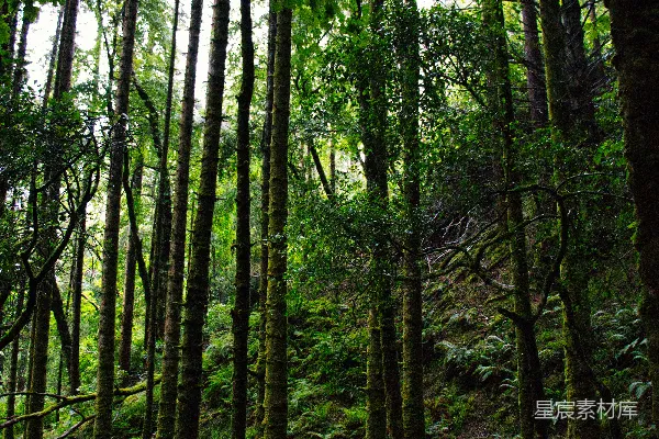 高清摄影 高大挺拔的树木生长在一片茂密、苔藓覆盖的森林中。