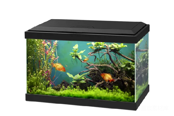 元素素材 水族箱中的金鱼