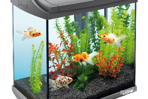 元素素材 水族馆