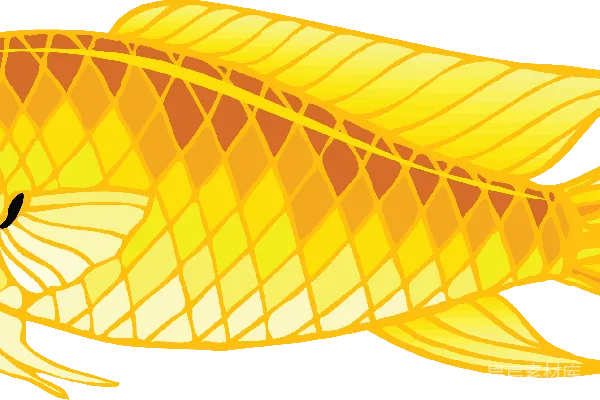 元素素材 金鱼