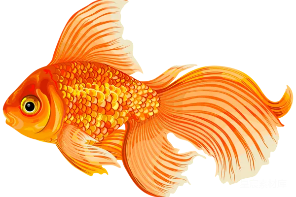 元素素材 金鱼插画