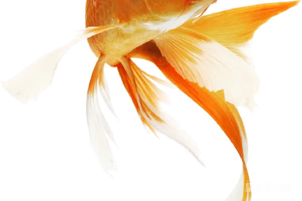 元素素材 金鱼