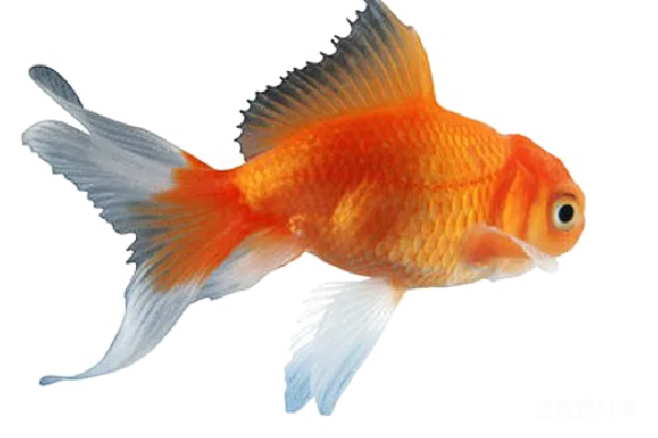 元素素材 金鱼