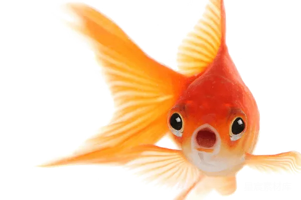 元素素材 金鱼