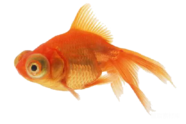 元素素材 金鱼