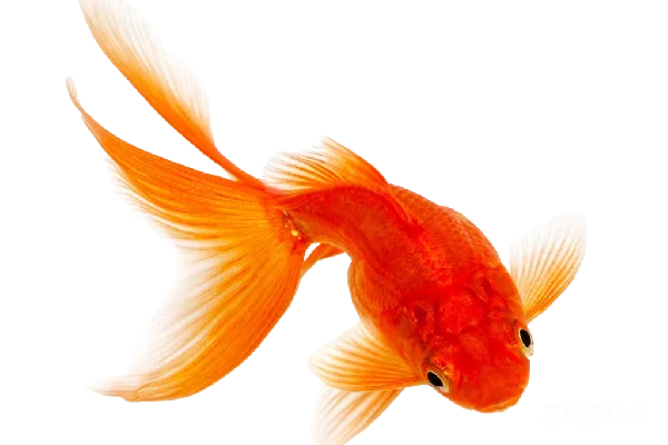 元素素材 金鱼