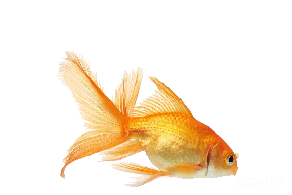 元素素材 金鱼