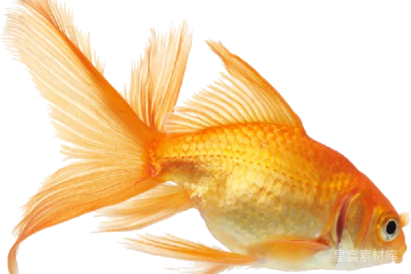 元素素材 金鱼