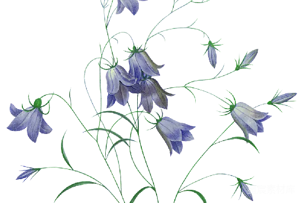 元素素材 铃兰花