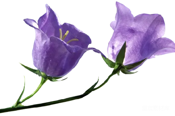 元素素材 紫色风铃花