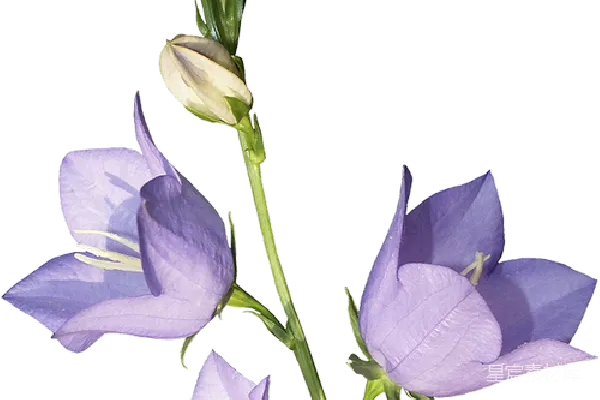 元素素材 透明