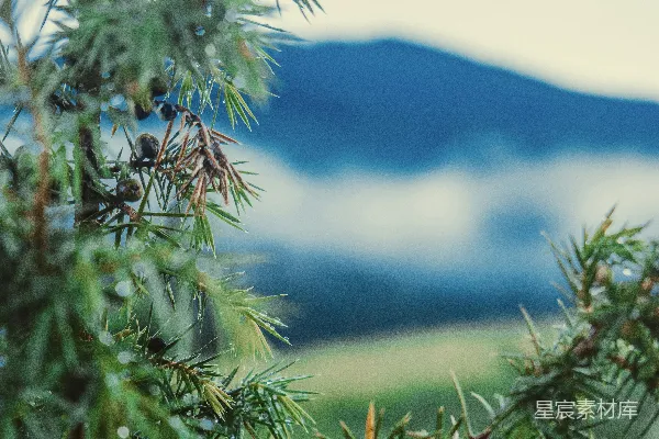 高清摄影 近景拍摄的绿色叶片植物