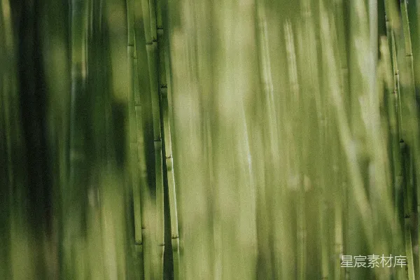 高清摄影 绿马鞭草在柔和聚焦下。