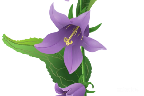 元素素材 紫色风铃花插图