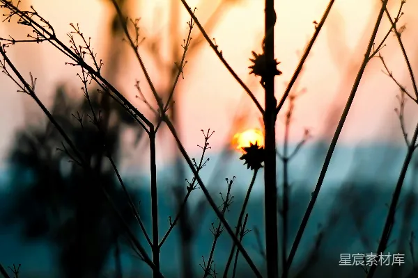 高清摄影 夕阳落在一棵植物的枝叶后面