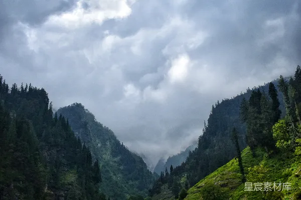 高清摄影 山间绿草与翠柏横生