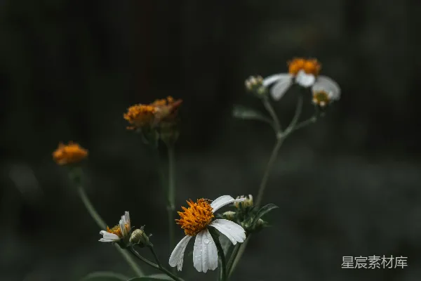 高清摄影 倾斜式镜头下的白色和黄色花朵