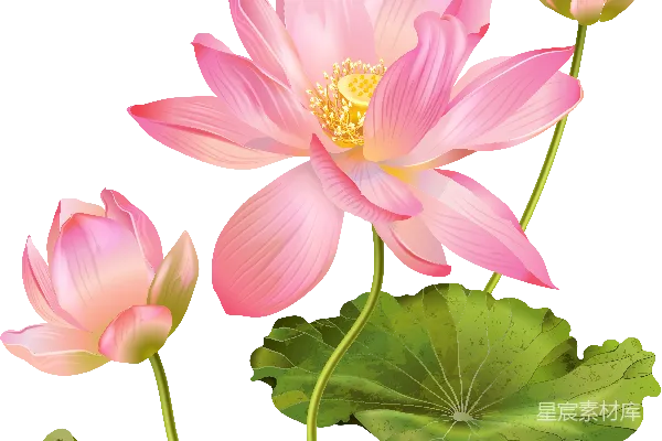 元素素材 莲花