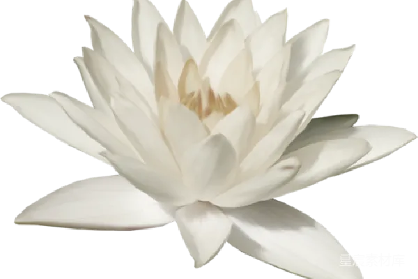 元素素材 莲花