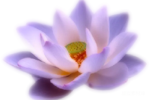 元素素材 莲花