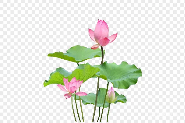 元素素材 PNG