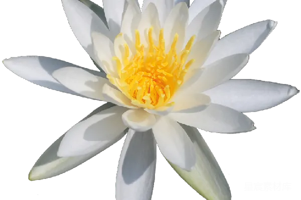 元素素材 莲花