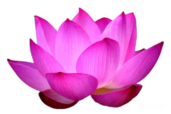 元素素材 莲花