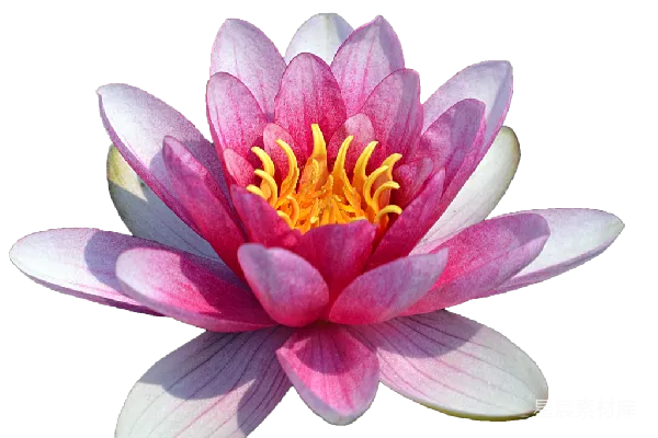 元素素材 莲花