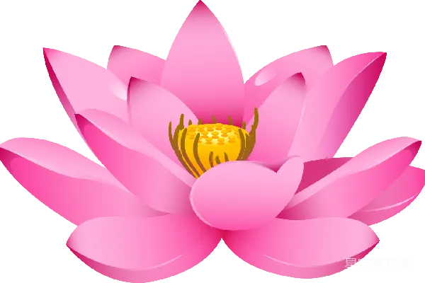 元素素材 粉色莲花插图