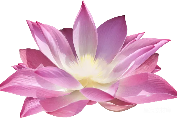 元素素材 莲花