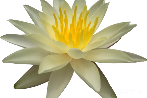 元素素材 盛开的白色莲花