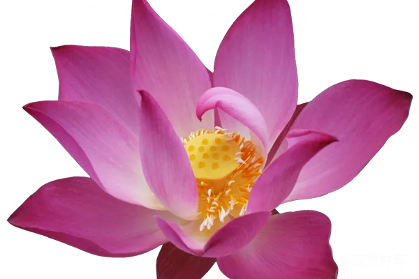 元素素材 莲花