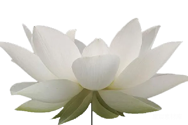 元素素材 纯洁的莲花