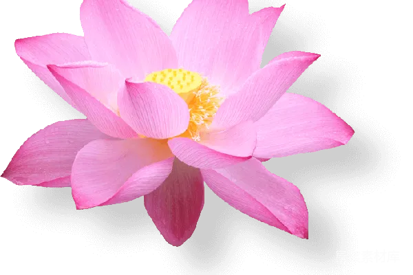 元素素材 莲花