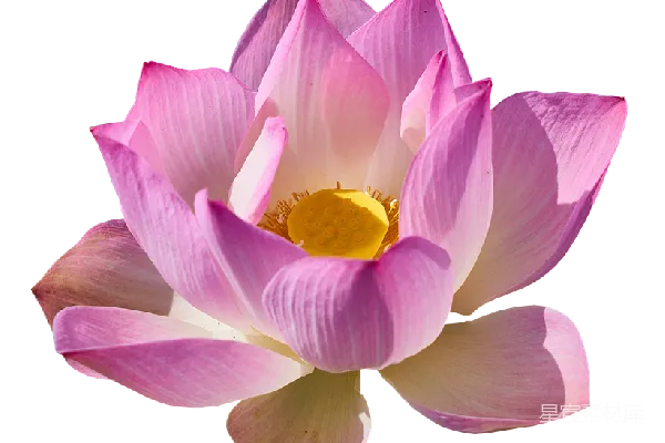 元素素材 莲花