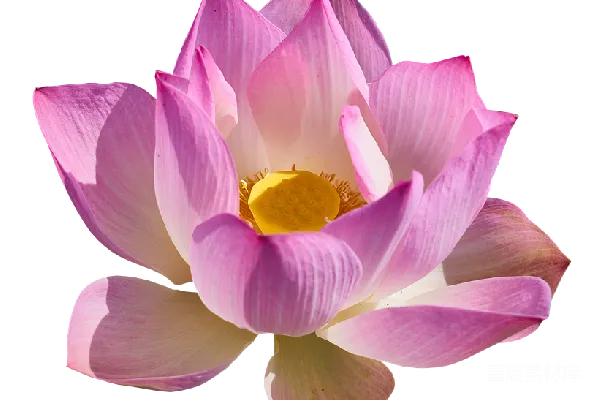 元素素材 盛开的莲花