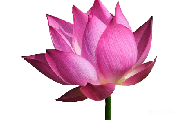 元素素材 莲花