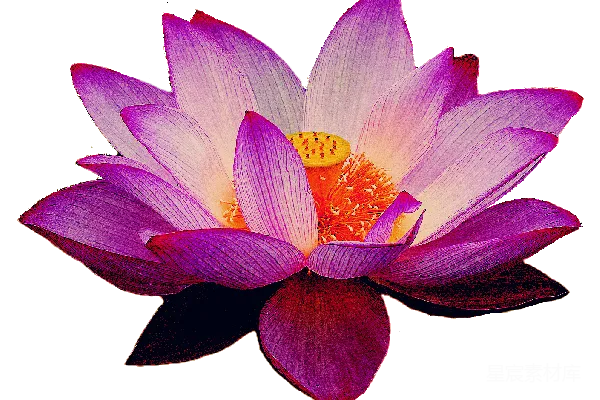 元素素材 粉红莲花盛开